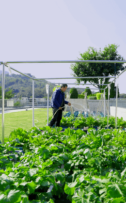 Landscaping and Gardening